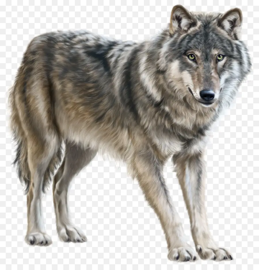 Yukon Lobo，ícones Do Computador PNG