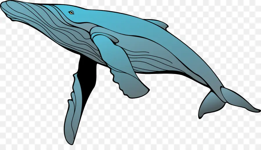 Baleia，Baleia Azul PNG