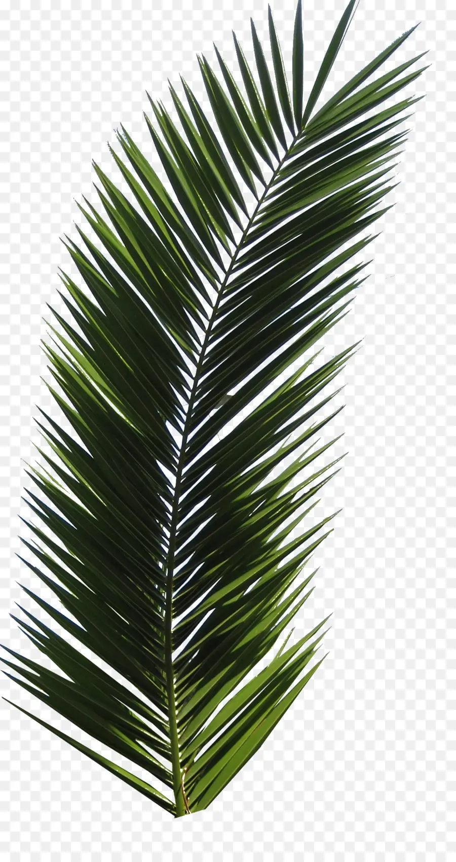 Arecaceae，Folha PNG