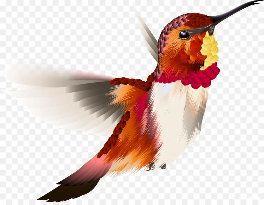 Beija Flor，Aves PNG