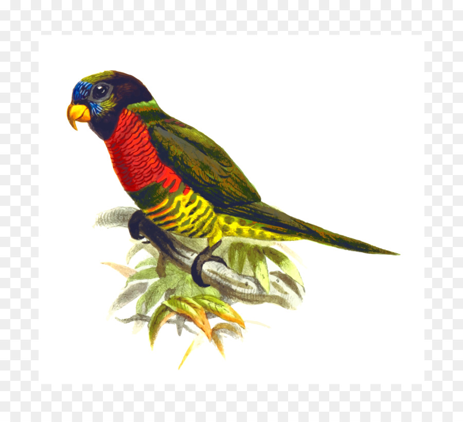 Papagaio，Aves PNG