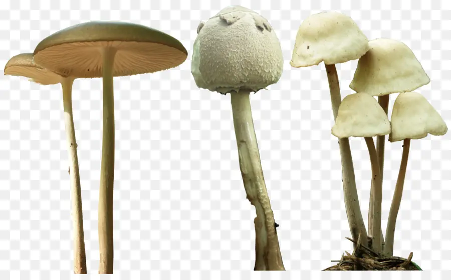 Cogumelos Mágicos，Psilocybe Mexicana PNG