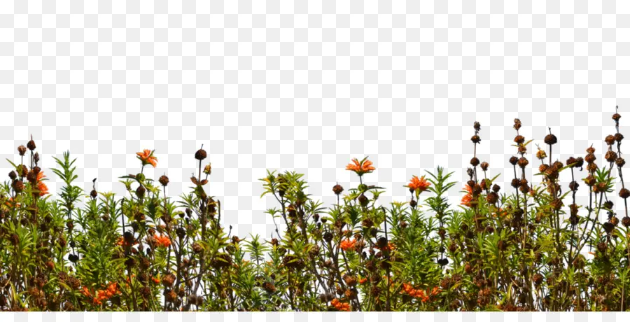 A Cobertura De Solo，Flores Silvestres PNG