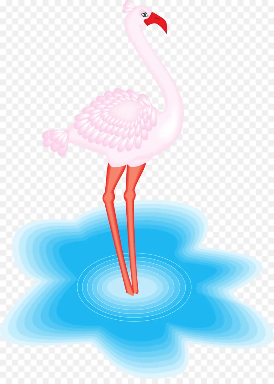 Flamingo Na água，Pássaro PNG