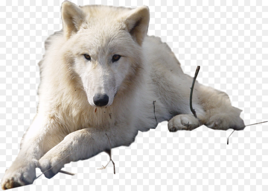 Lobo，Branco PNG