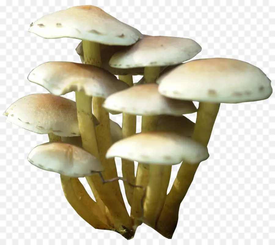 Cogumelos，Fungos PNG