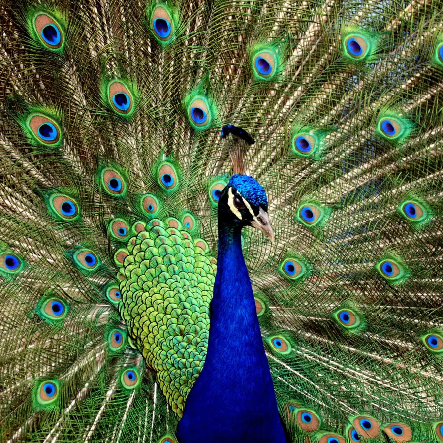 Pavão，Penas PNG