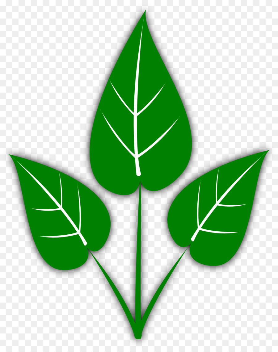 Folha Verde，Plantar PNG