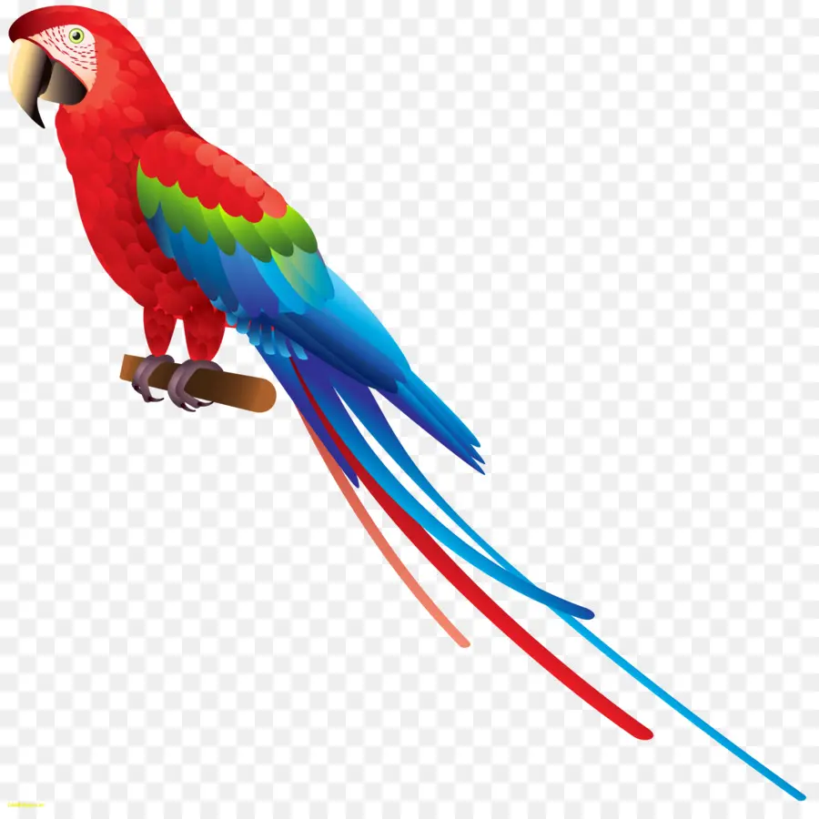 Papagaio，Aves PNG