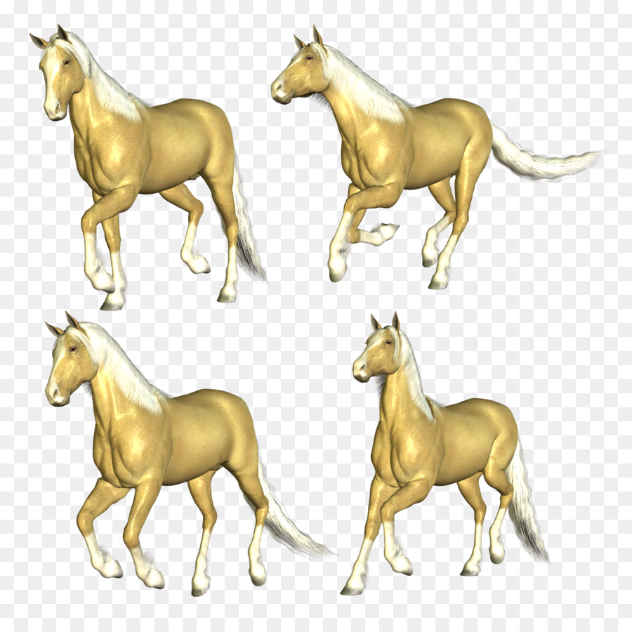 Cavalo，Colt PNG