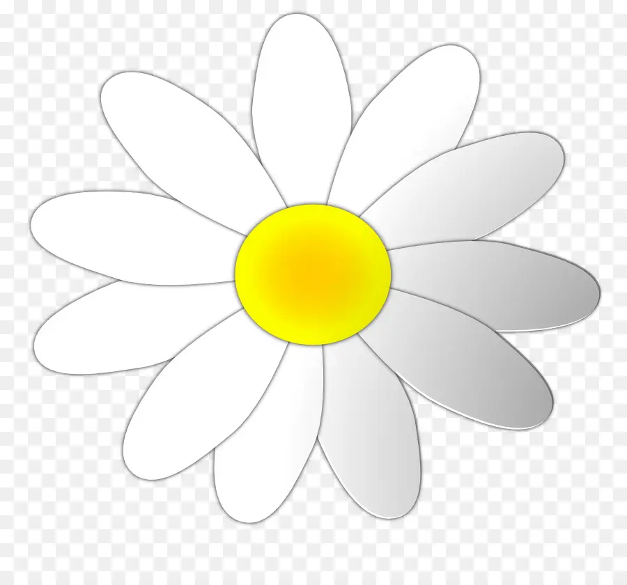 Comum Daisy，Artes Gráficas PNG