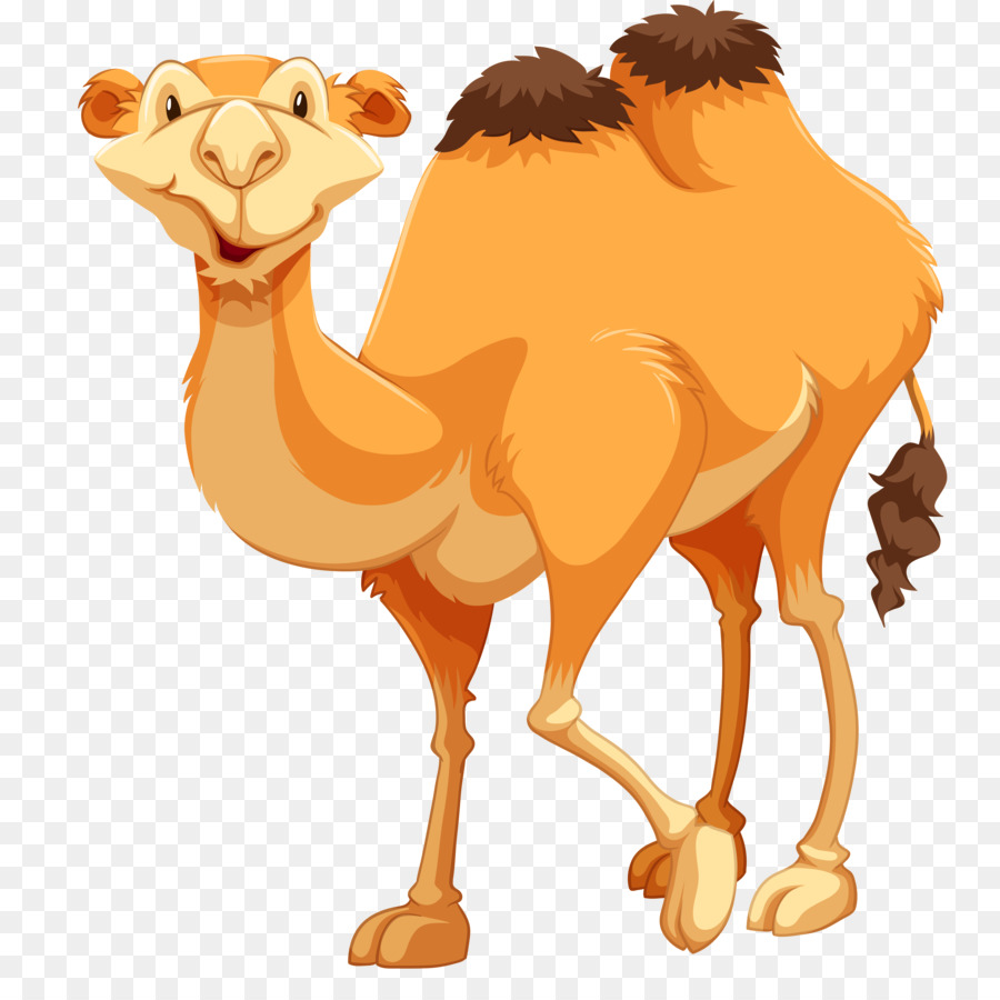 Camelo，Desenho PNG