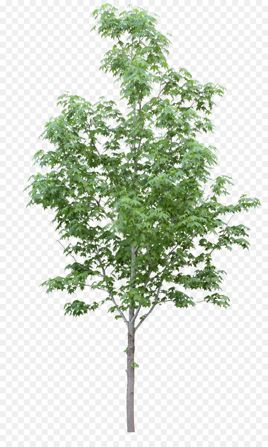 Acer Campestre，árvore PNG