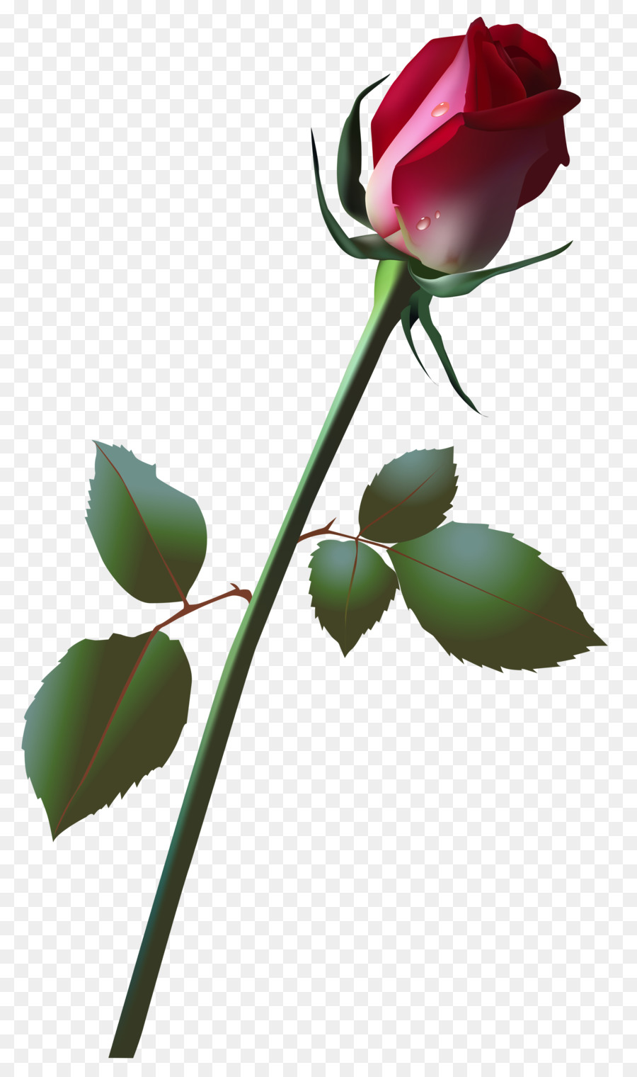 Rosa，Bud PNG