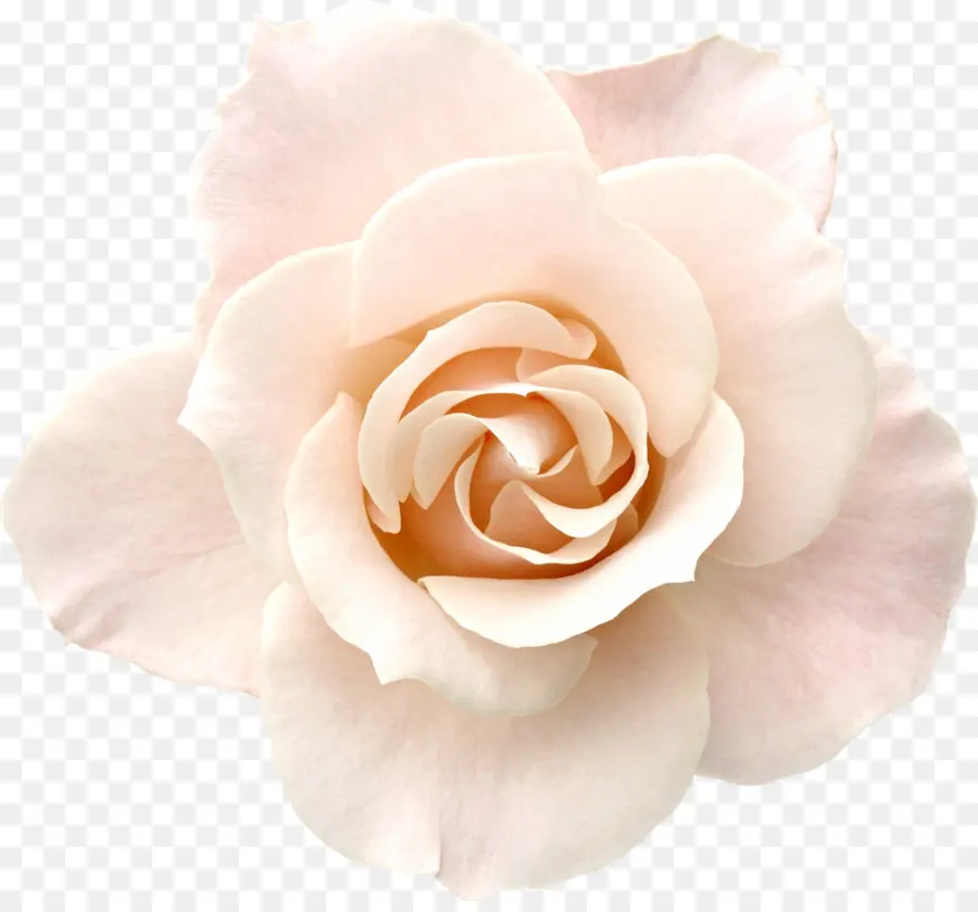 Rosa，Cor De Rosa PNG