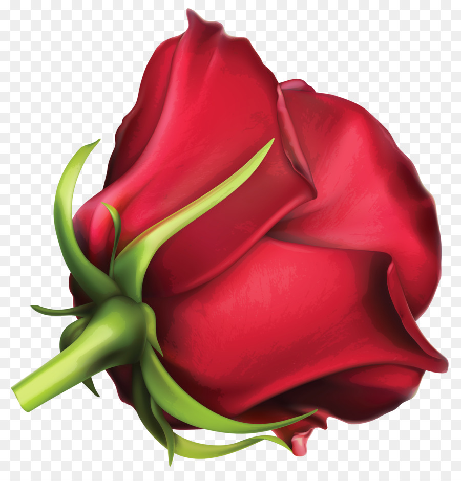 Rosa Vermelha，Botão PNG