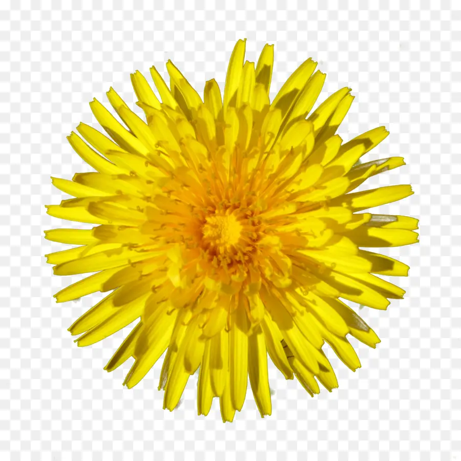 Flor Amarela，Florescer PNG