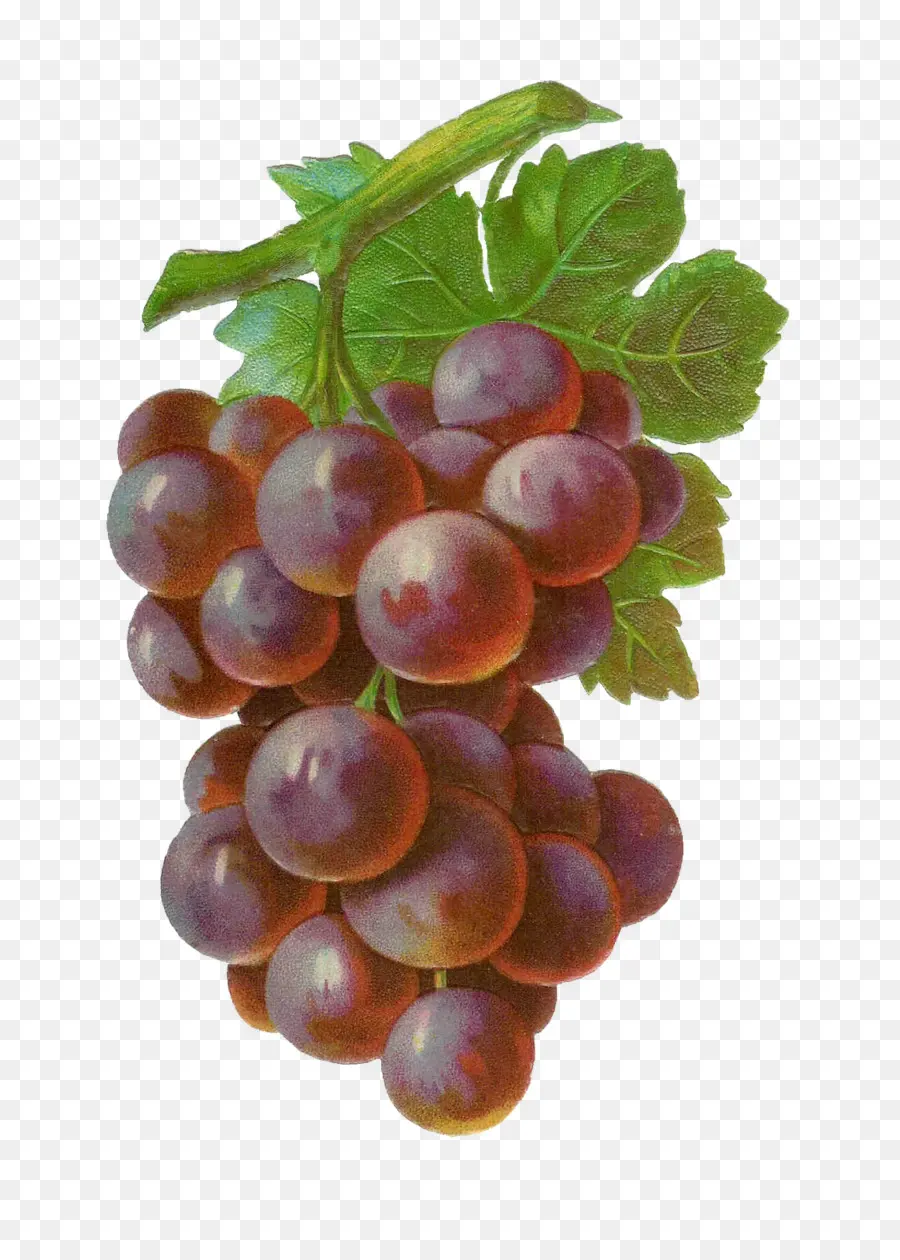 Uvas，Videira PNG