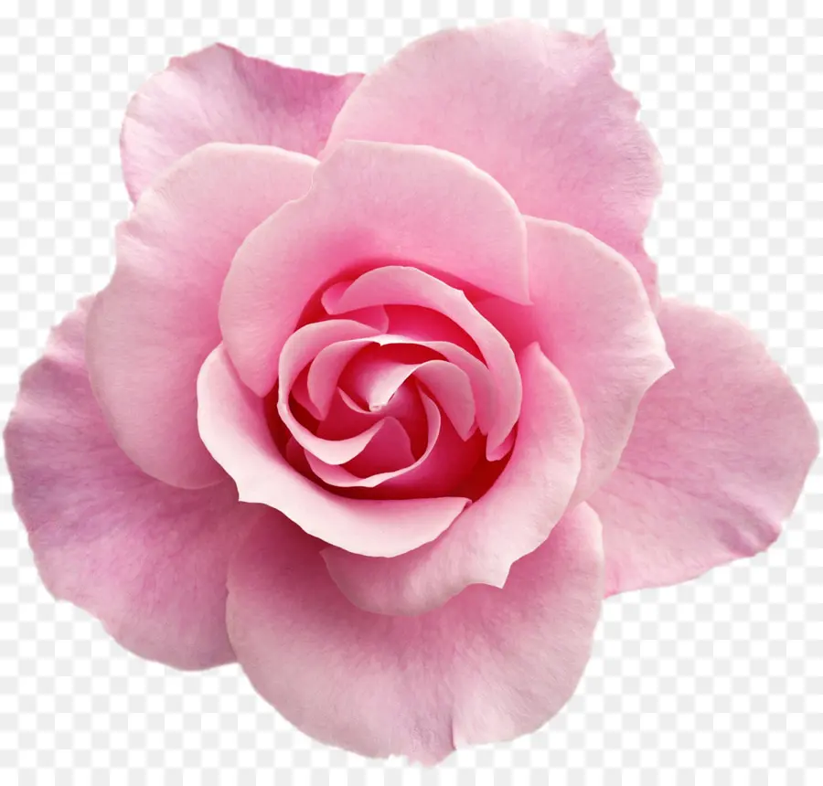 Rosa，Flor PNG