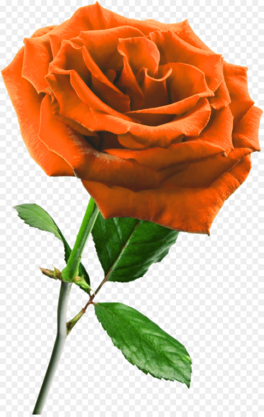 Rosa Pêssego，Florescer PNG