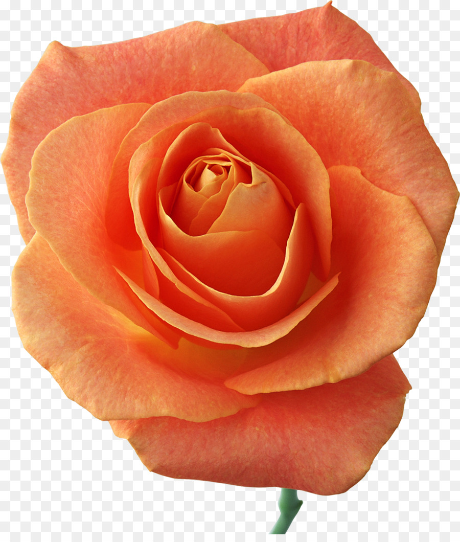 Rosa Pêssego，Florescer PNG