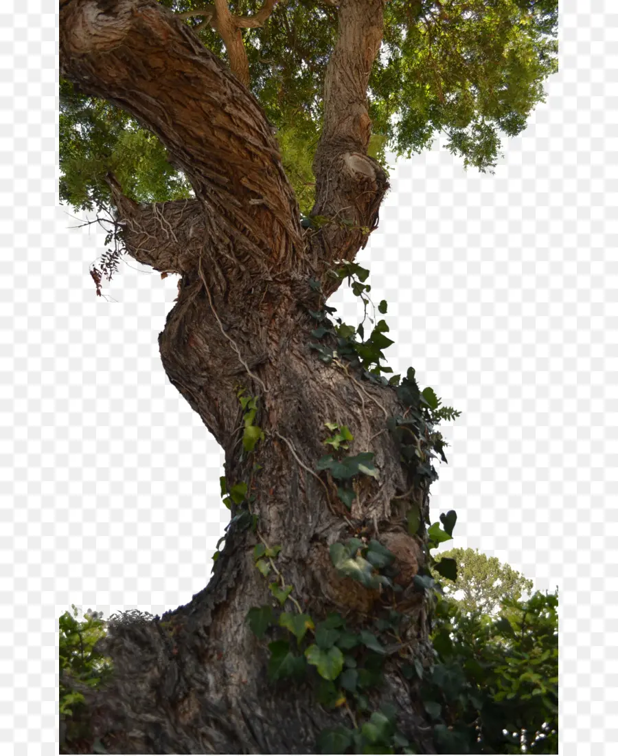 árvore，Tronco PNG