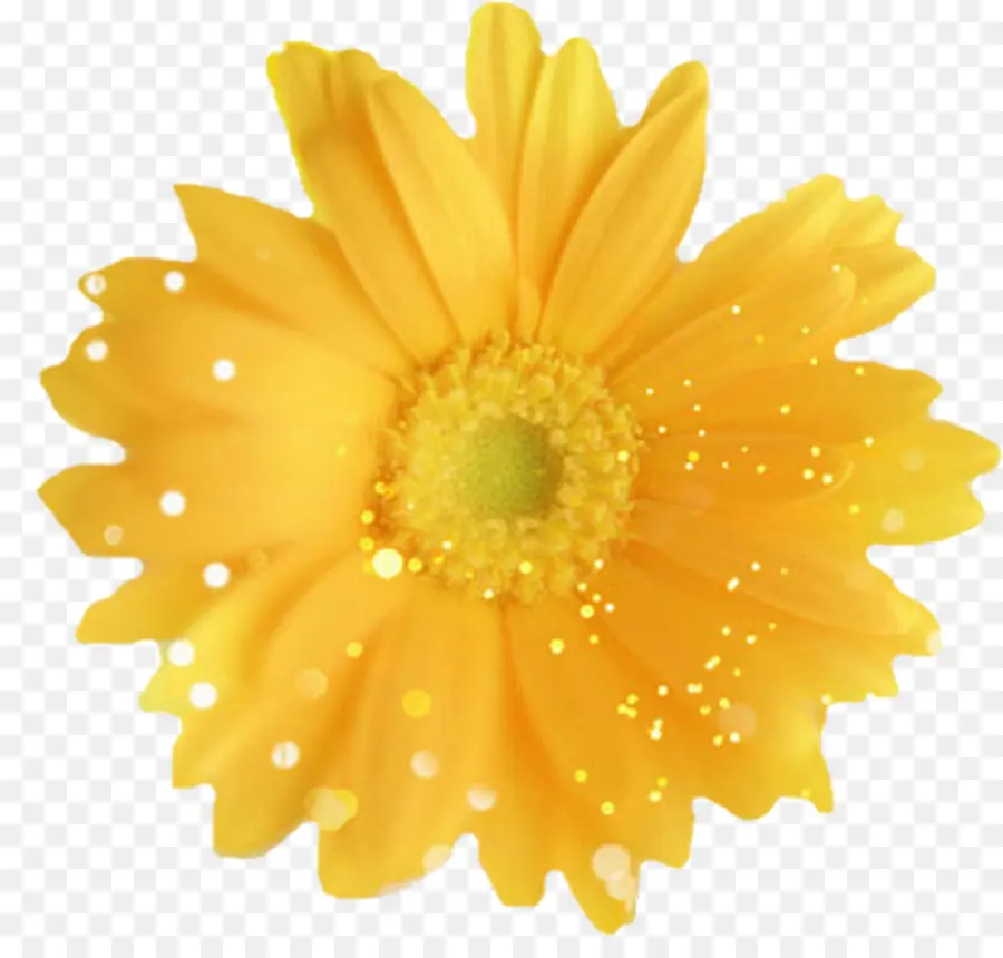 Flor Amarela，Florescer PNG