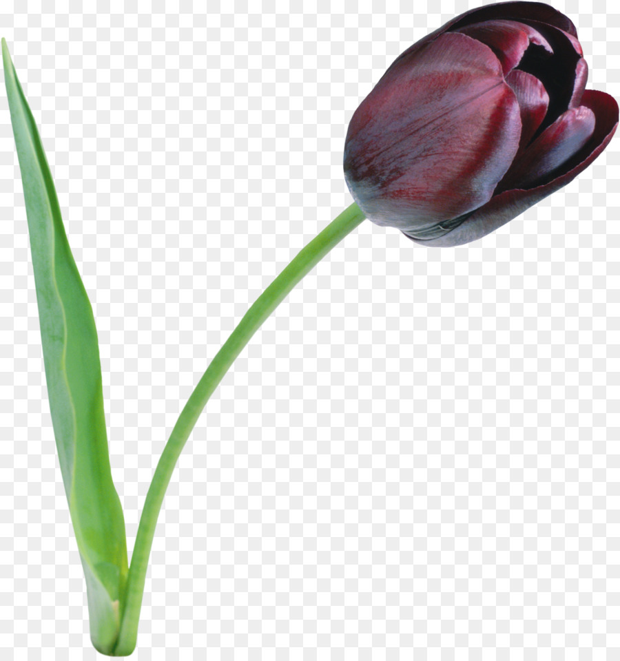 Tulipa Negra, Tulip, Flor png transparente grátis