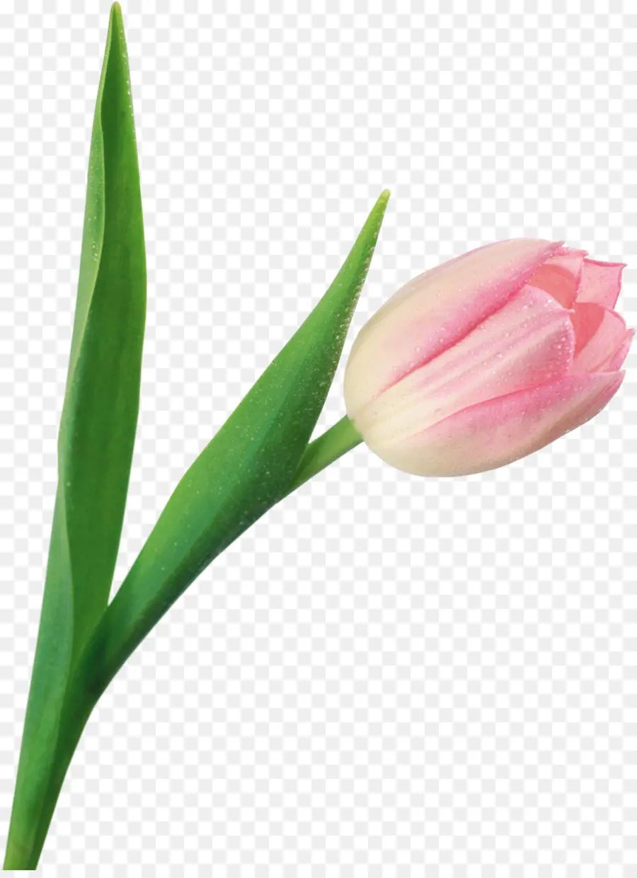 Tulip，Flor PNG