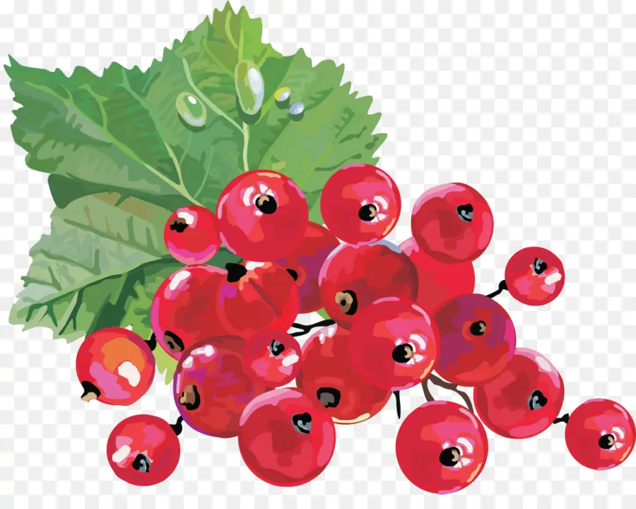 Groselha，Berry PNG