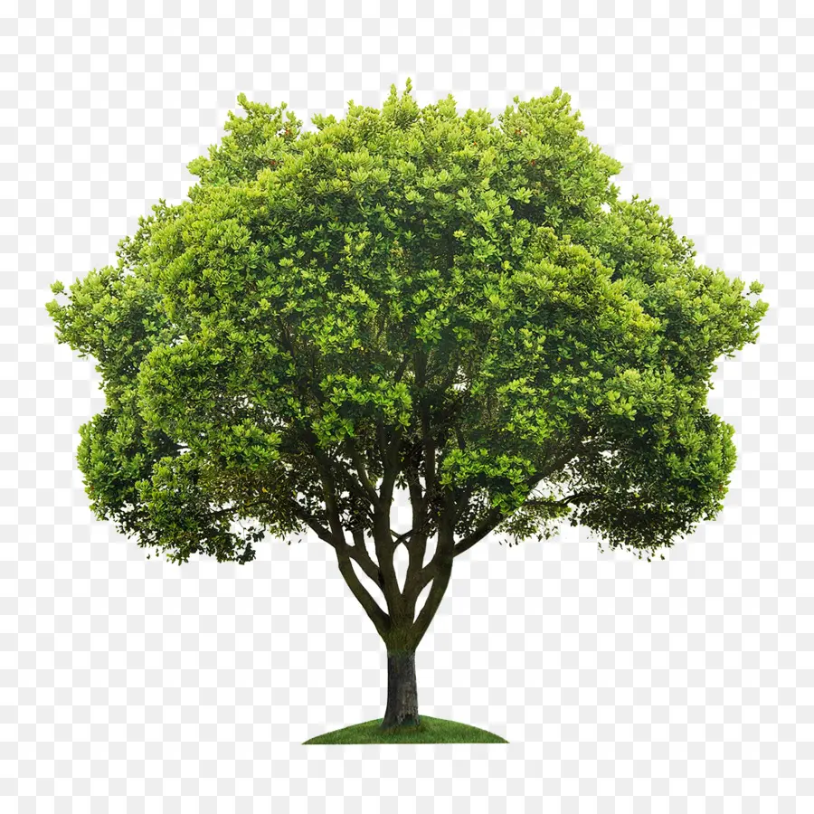 árvore，Fotografia De Stock PNG