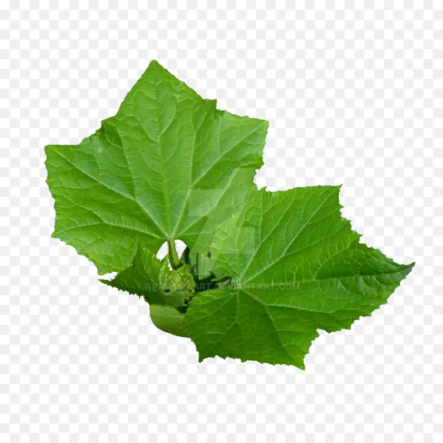 Folhas De Pepino，Verde PNG