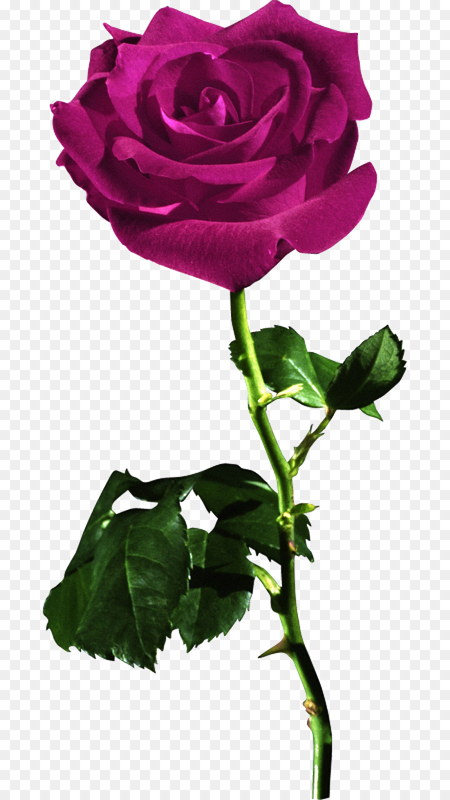 Rosa Rosa，Florescer PNG