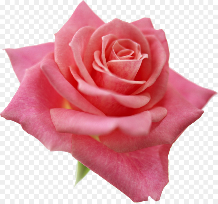 Rosa Pêssego，Florescer PNG