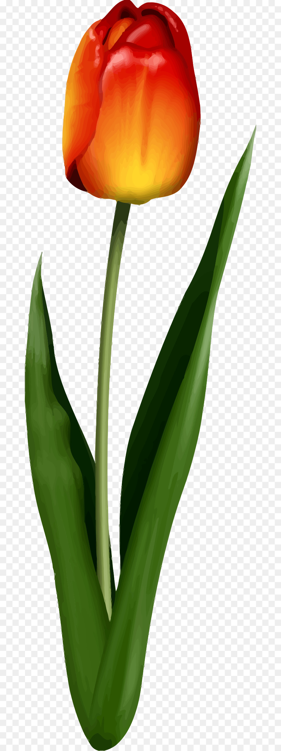 Tulipa Laranja，Tulipa PNG