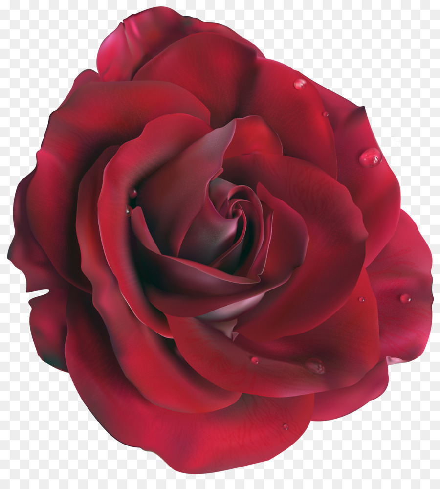 Rosa Rosa，Florescer PNG