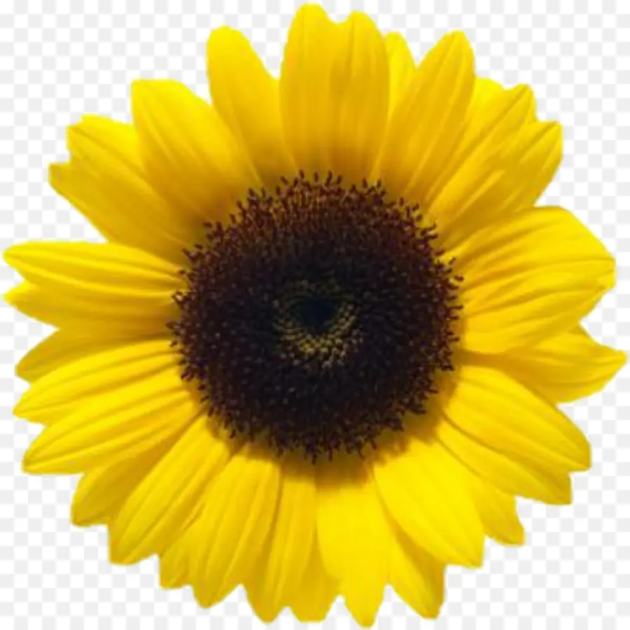 Flor，Amarelo PNG