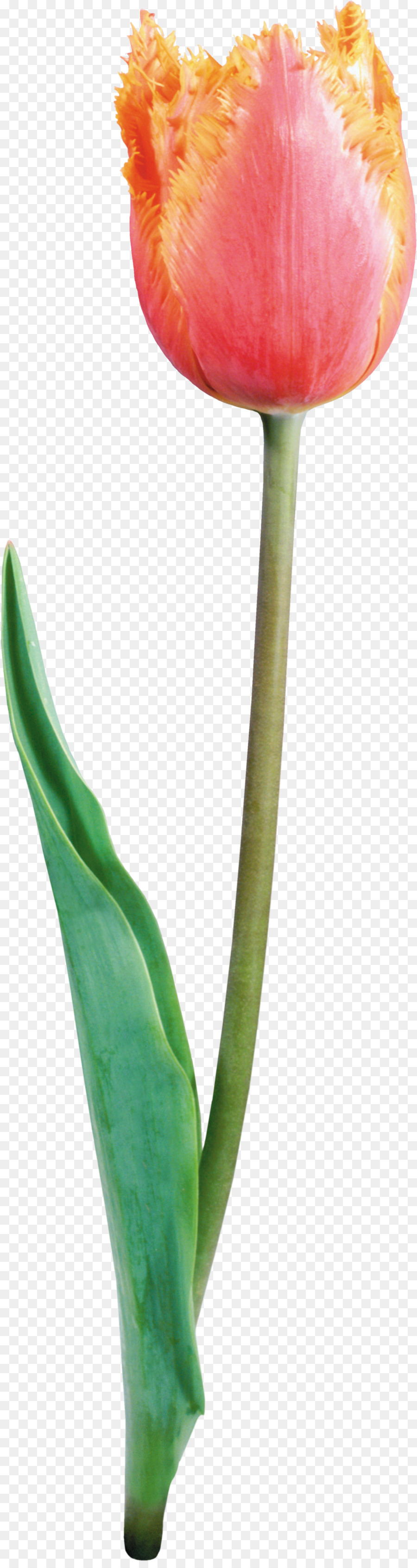 Flor，Tulip PNG