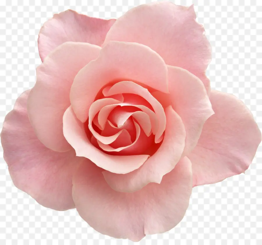 Rosa，Flor PNG