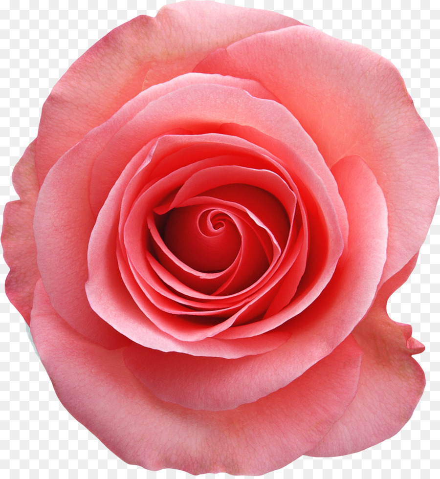 Rosa Preta E Branca，Rosa PNG