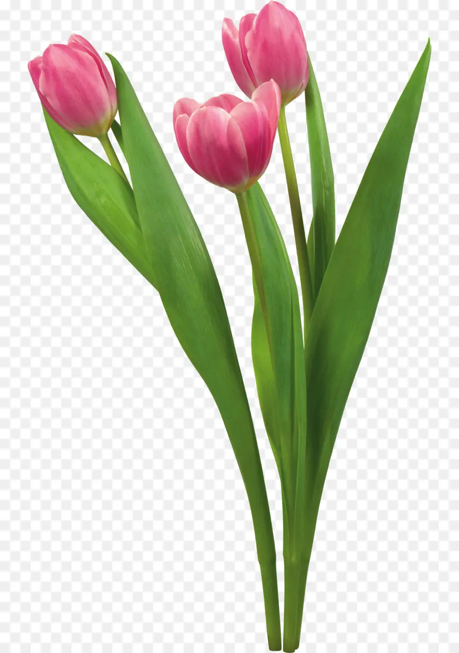 Tulip，Flor PNG