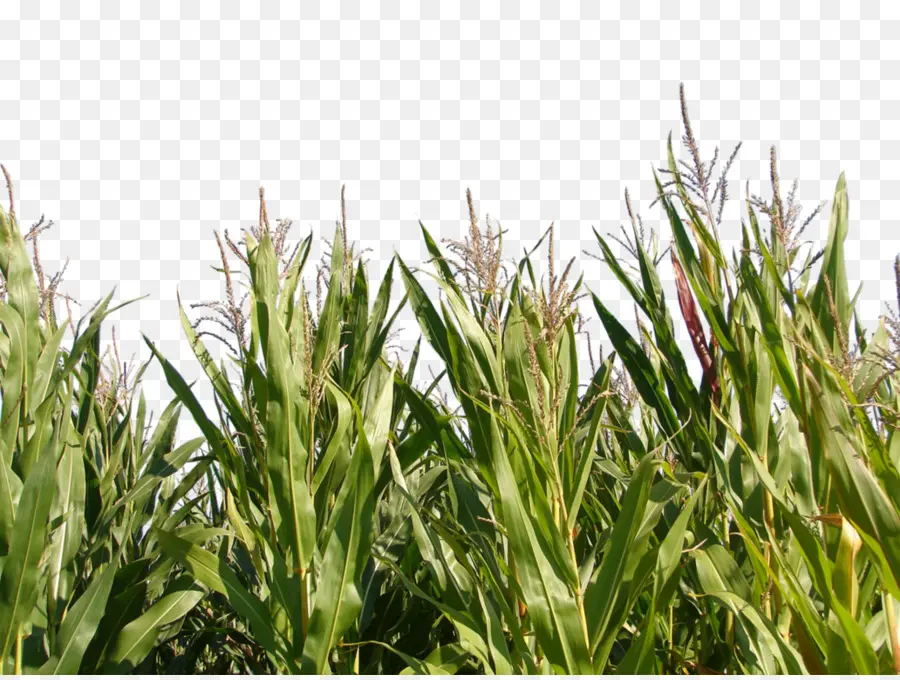 Triticale，Milho PNG