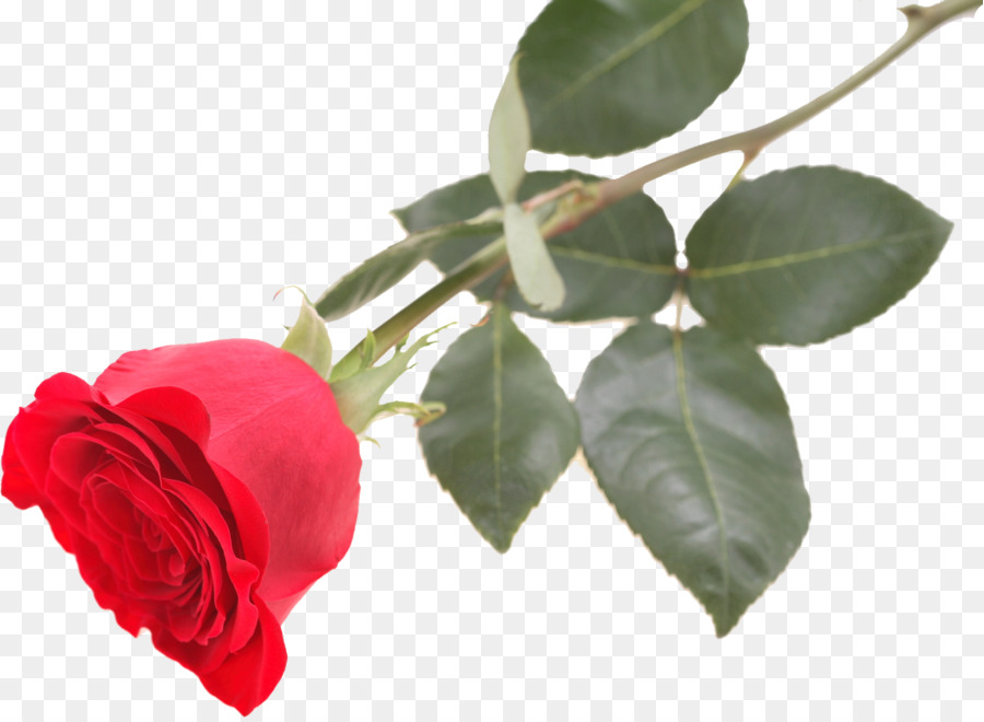 Rosa Vermelha，Florescer PNG