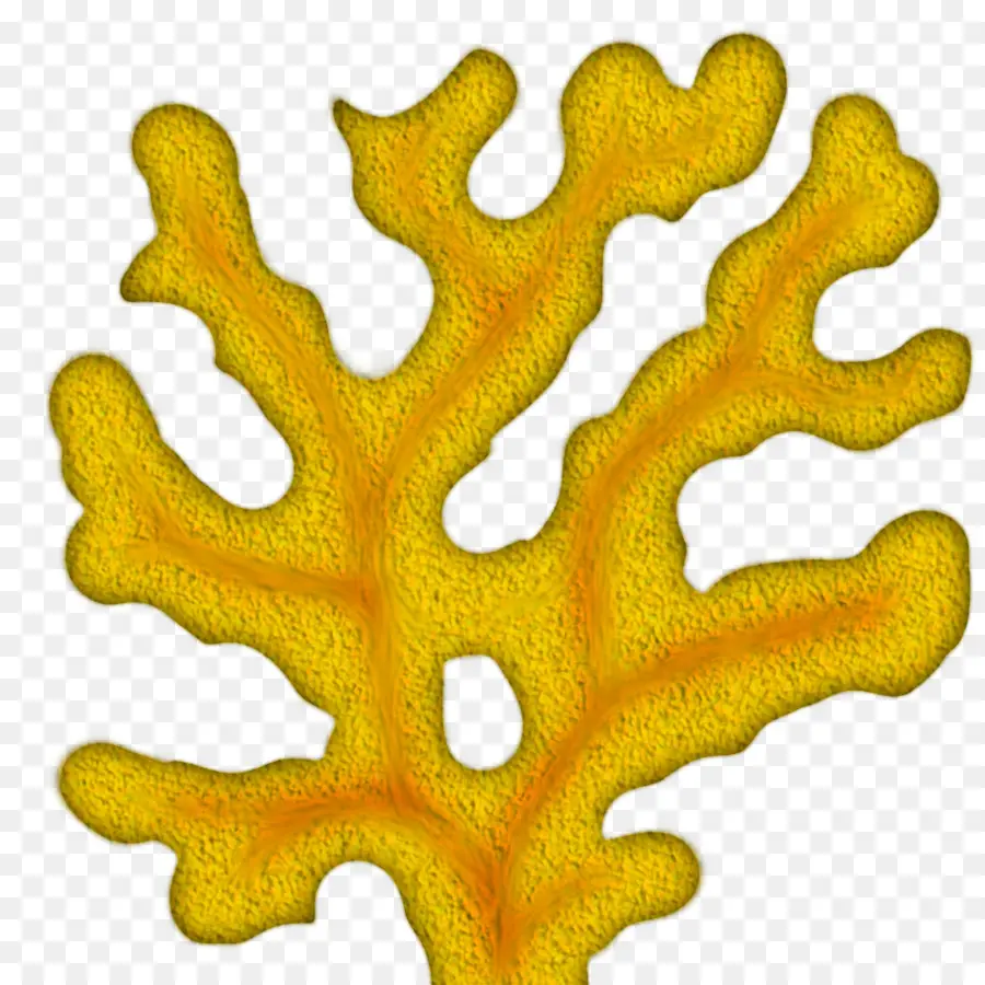 Coral Amarelo，Marinho PNG