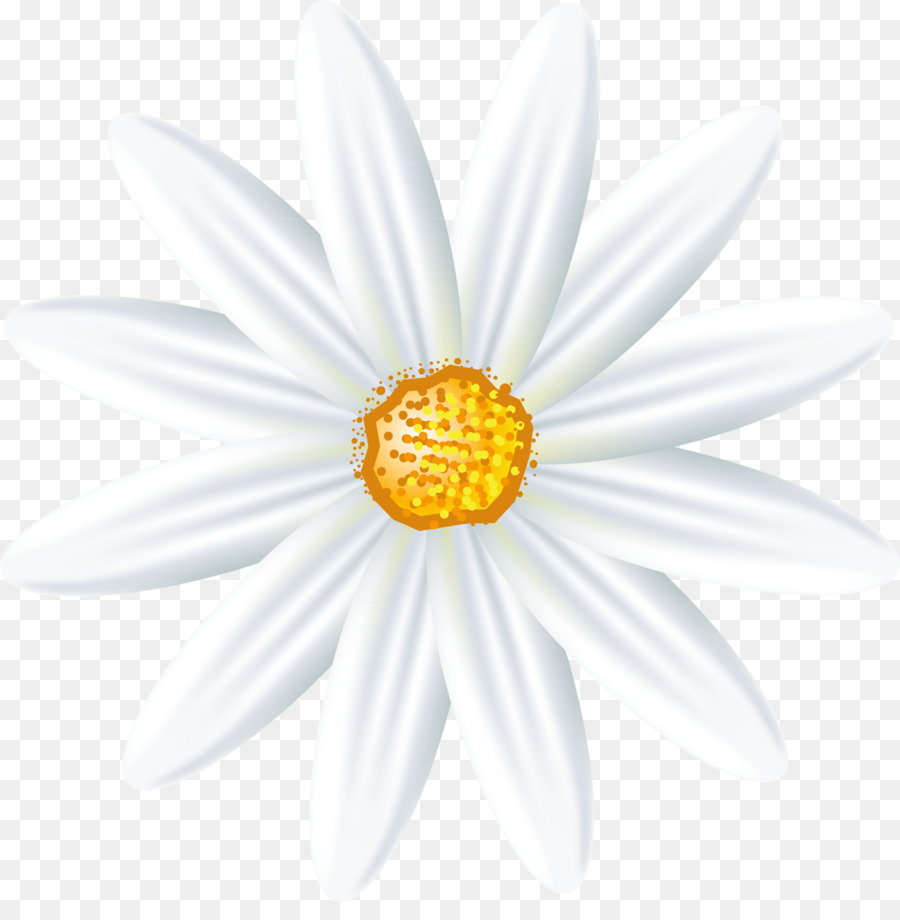 Camomila Romana，Oxeye Daisy PNG