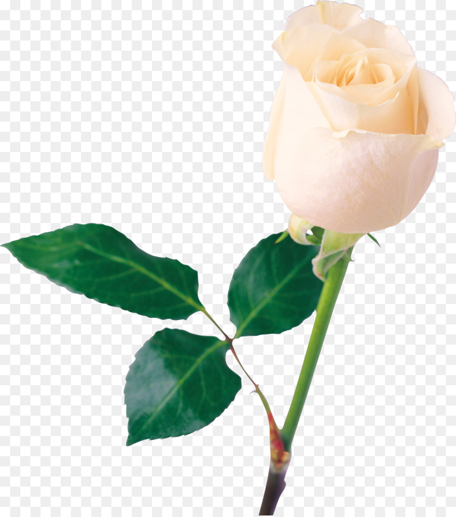 Rosa Branca，Tronco PNG