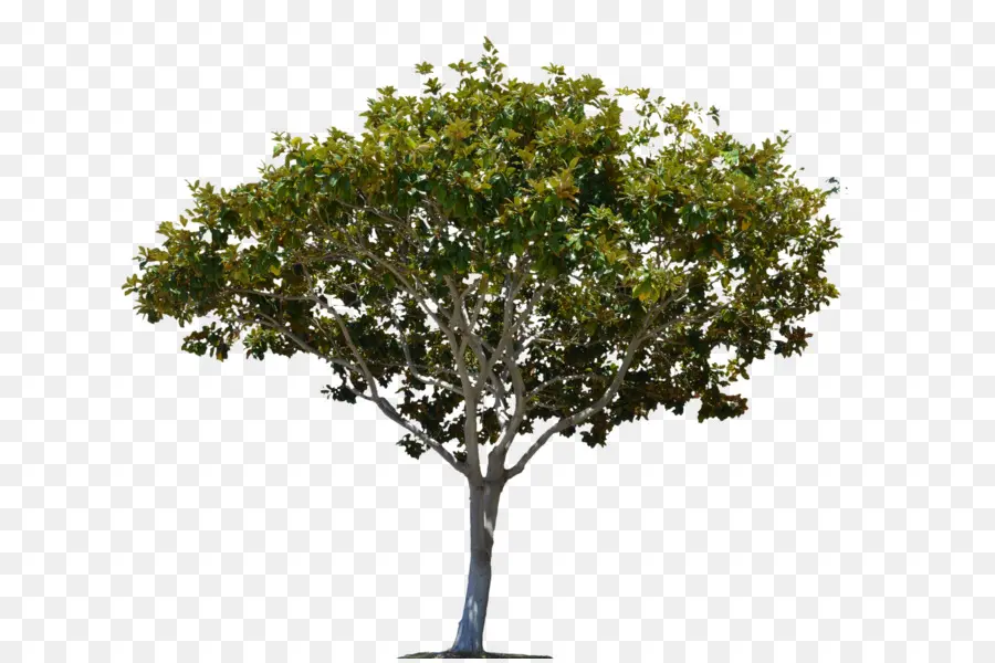 árvore，Imagens PNG
