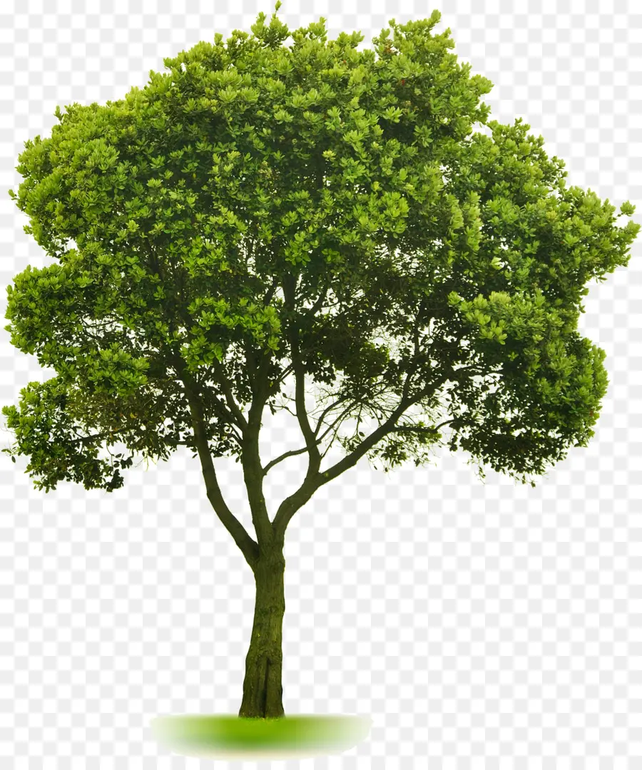 árvore，Paisagismo PNG