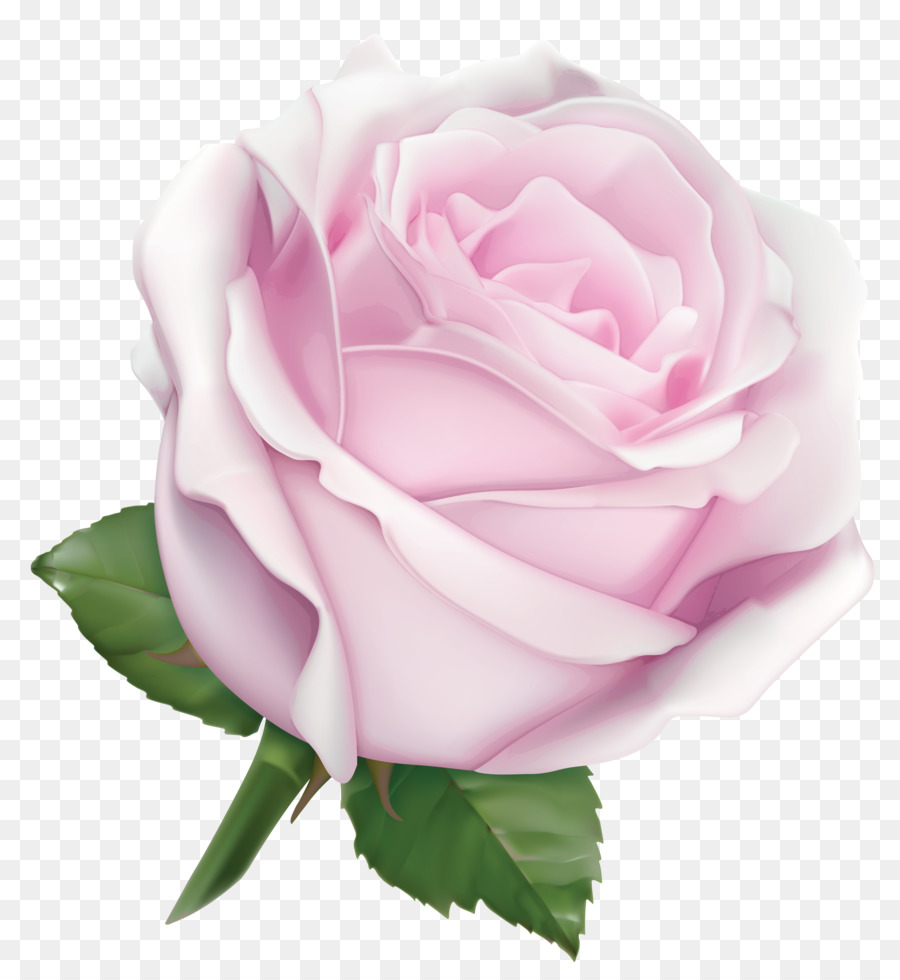 Rosa Pêssego，Florescer PNG