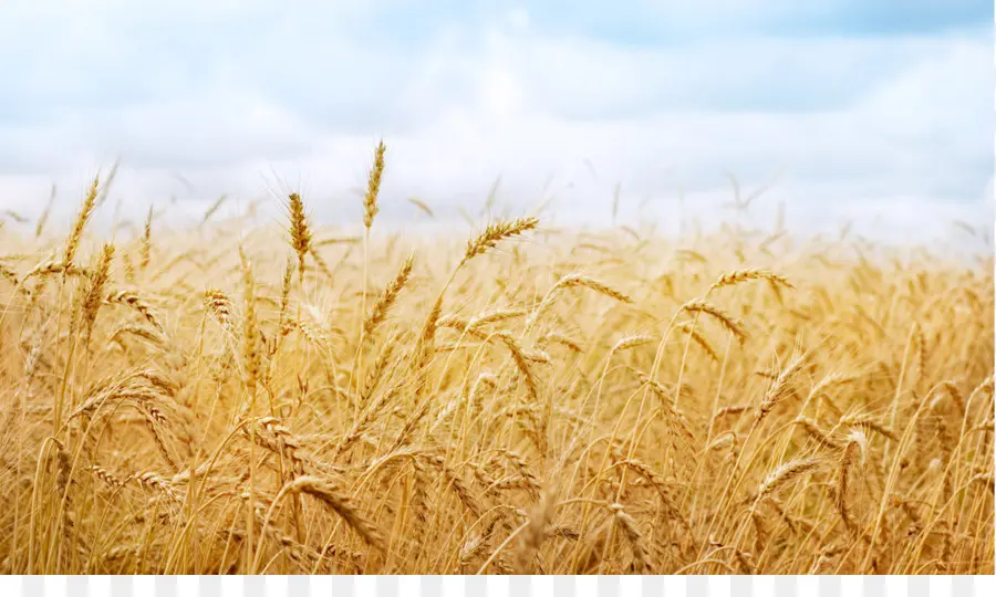 Campos De Trigo，Papel De Parede Da área De Trabalho PNG